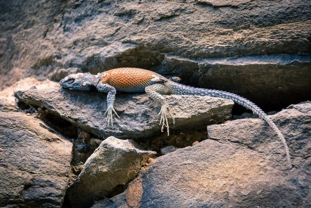  fauna di huasca 